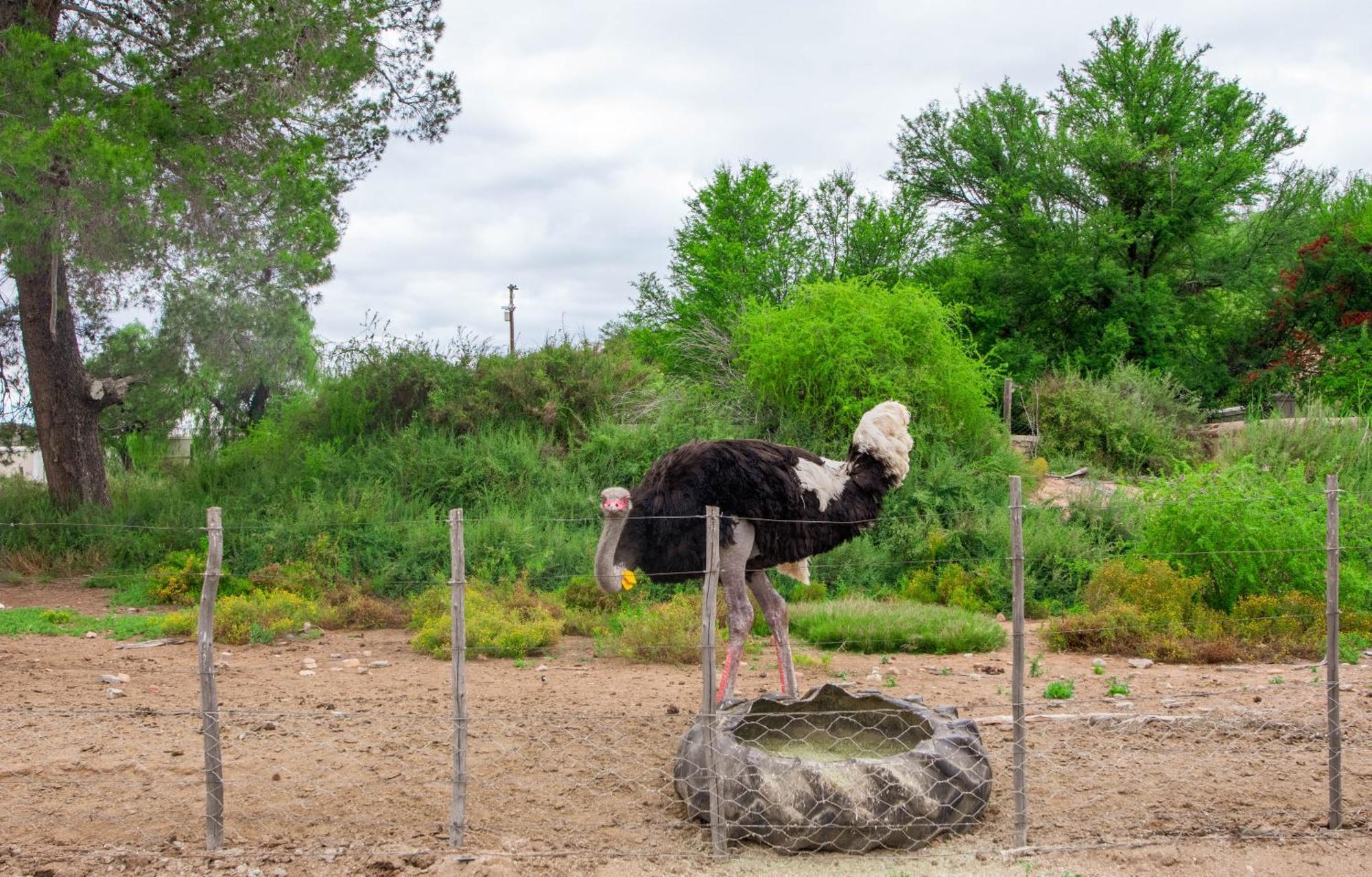 Bakenskraal Ostrich Palace 오쇼른 외부 사진